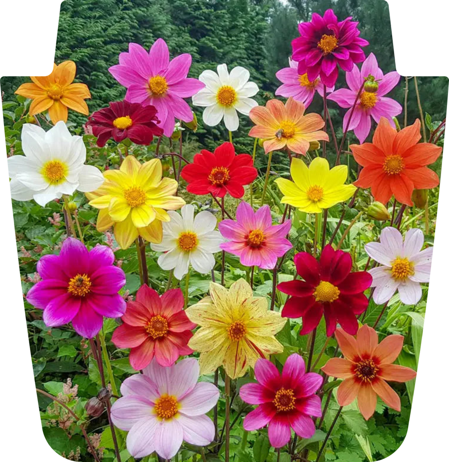 Wildflower Bloom Full-Color Jeep Hood Graphic