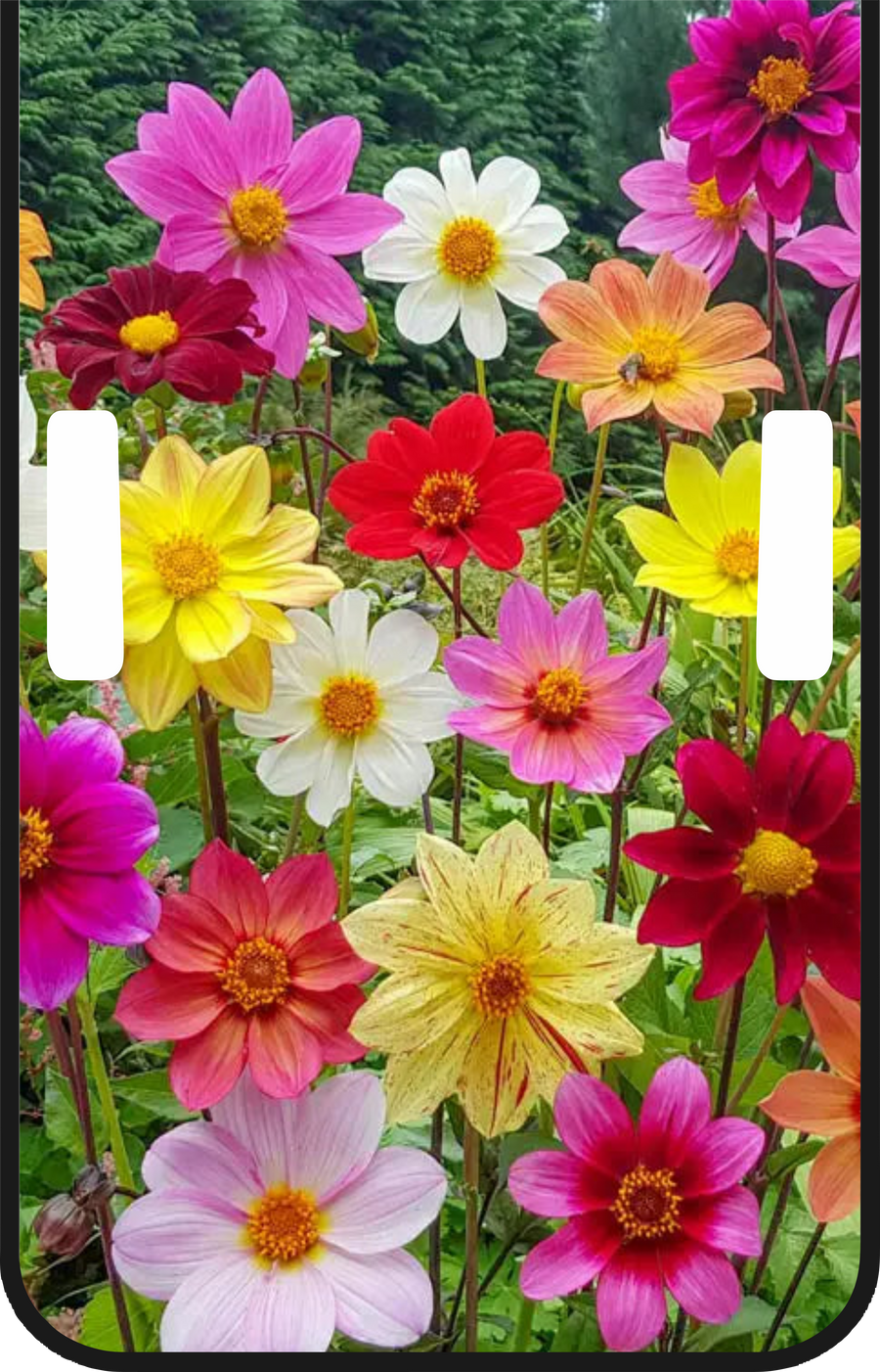 Wildflower Bloom Full-Color Jeep Hood Graphic
